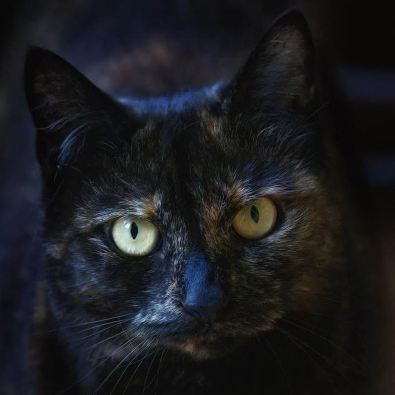 Caring cat feeding service by Golden Paws Caring cat feeding service by Golden Paws