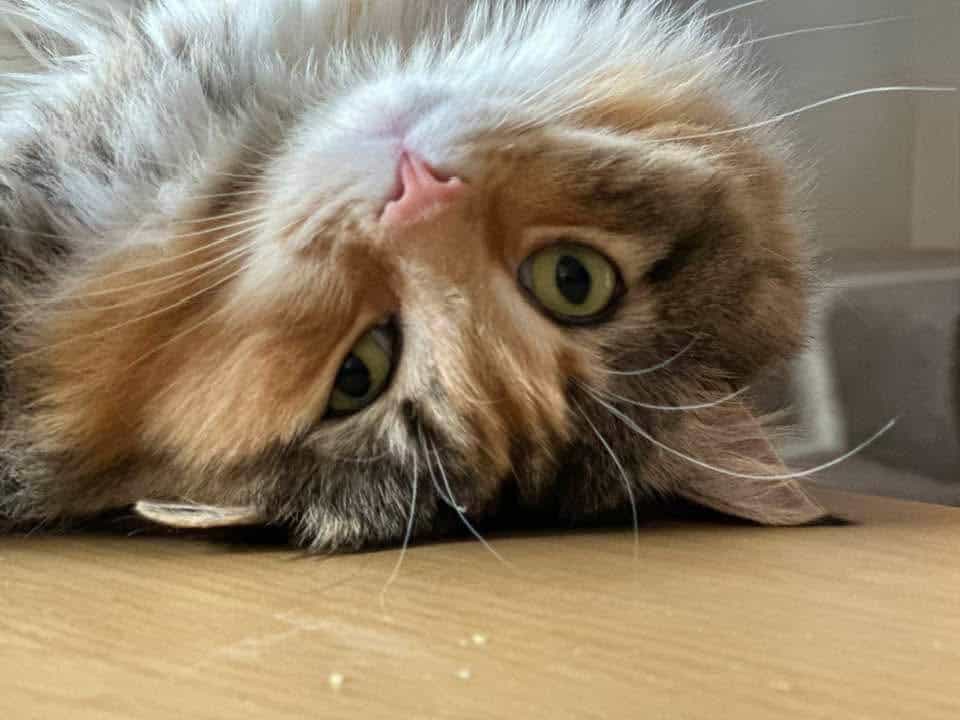 Caring cat feeding service local to Chelmsford Caring cat feeding service local to Chelmsford