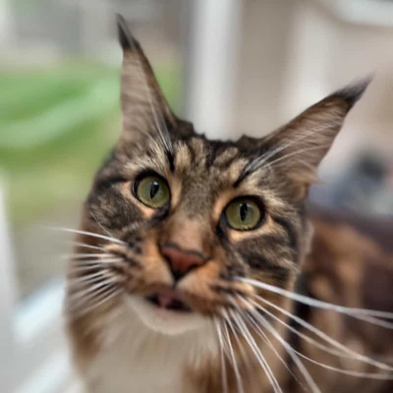 Cat feeding Chelmsford, Springfield, Great Baddow, Chelmer Village, Writtle, Galleywood, Broomfield The Avenues, Moulsham Essex Cat feeding Chelmsford, Springfield, Great Baddow, Chelmer Village, Writtle, Galleywood, Broomfield The Avenues, Moulsham Essex