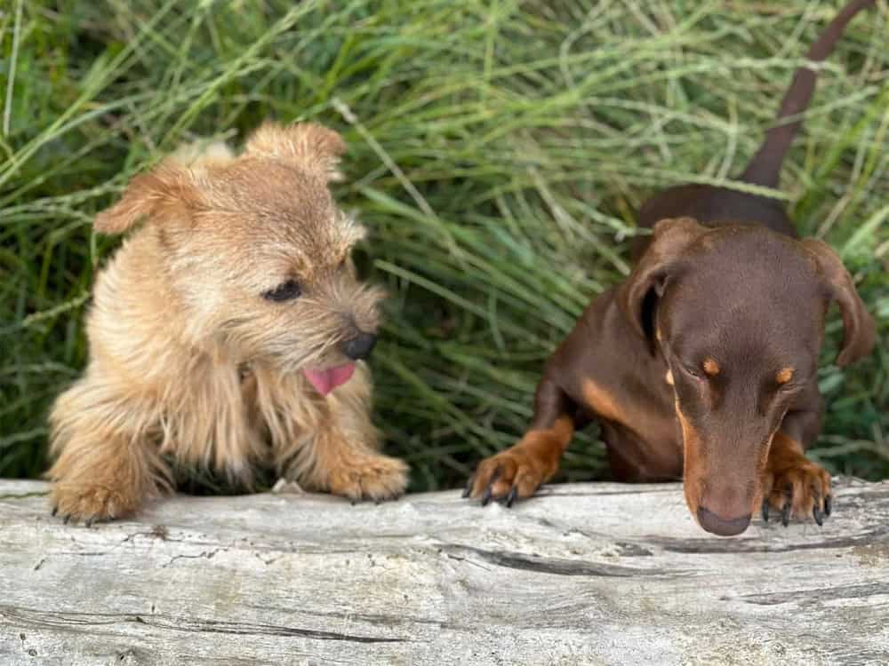 Contact Golden Paws today for home dog boarding and doggy daycare in Essex Contact Golden Paws today for home dog boarding and doggy daycare in Essex