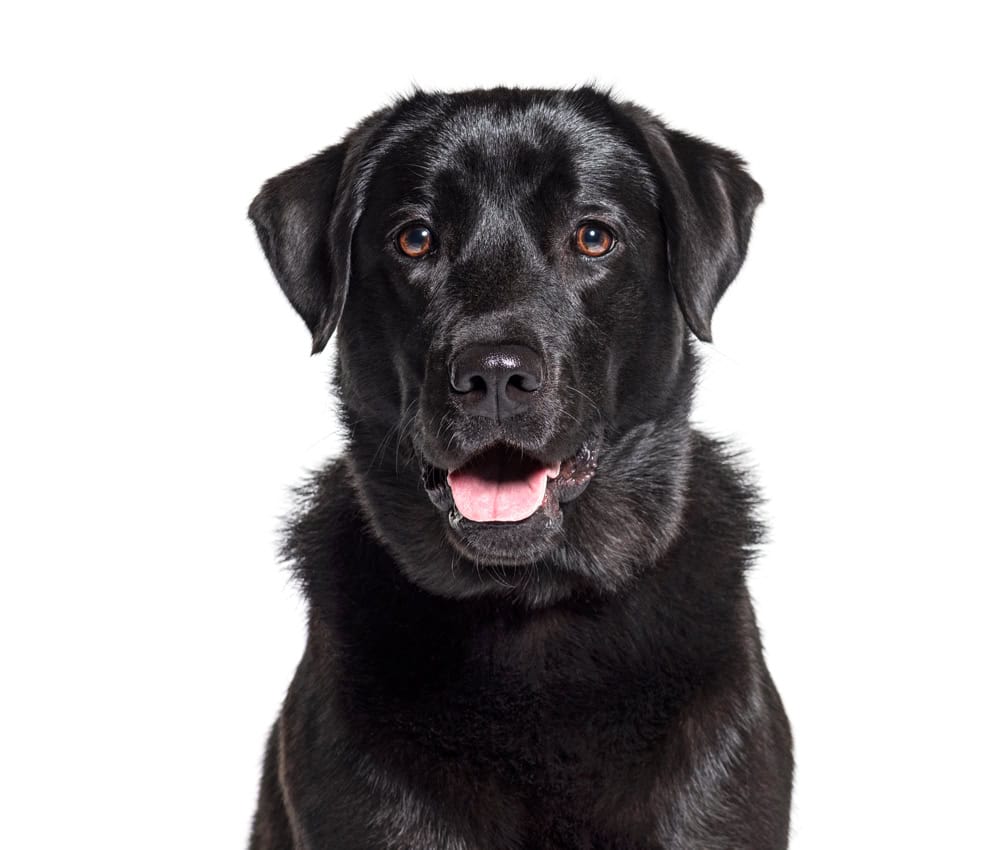 Dog boarding and doggy daycare Essex Chelmsford Springfield Great Baddow Chelmer Village Writtle Galleywood Broomfield The Avenues Moulsham 1