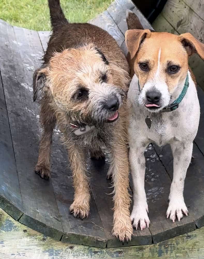 Fun games at Doggy Daycare with Golden Paws Essex Fun games at Doggy Daycare with Golden Paws Essex