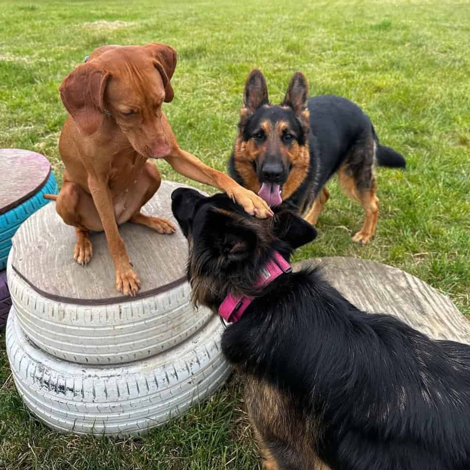Golden Paws Essex dog boarding Golden Paws Essex dog boarding