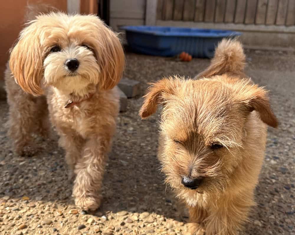 Home dog boarding Essex Home dog boarding Essex