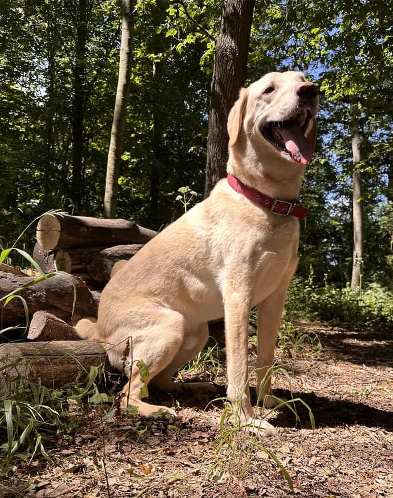 Licensed home doggy daycare in Essex Licensed home doggy daycare in Essex