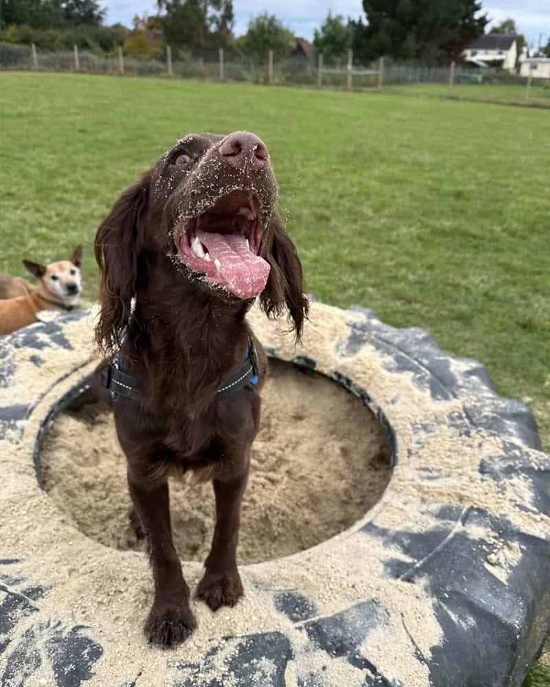 Local dog boarding and doggy daycare near me