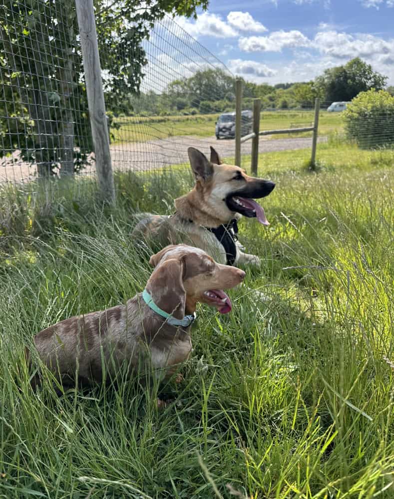 Local doggy daycare Chemlsford Essex Local doggy daycare Chemlsford Essex
