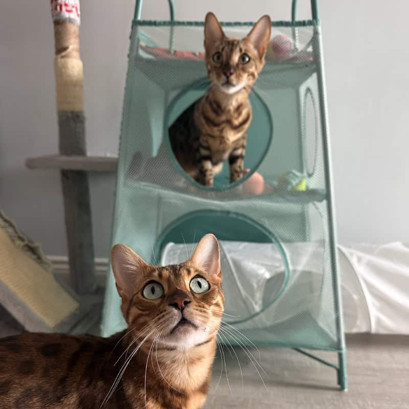 The best cat feeding service in Chelmsford The best cat feeding service in Chelmsford