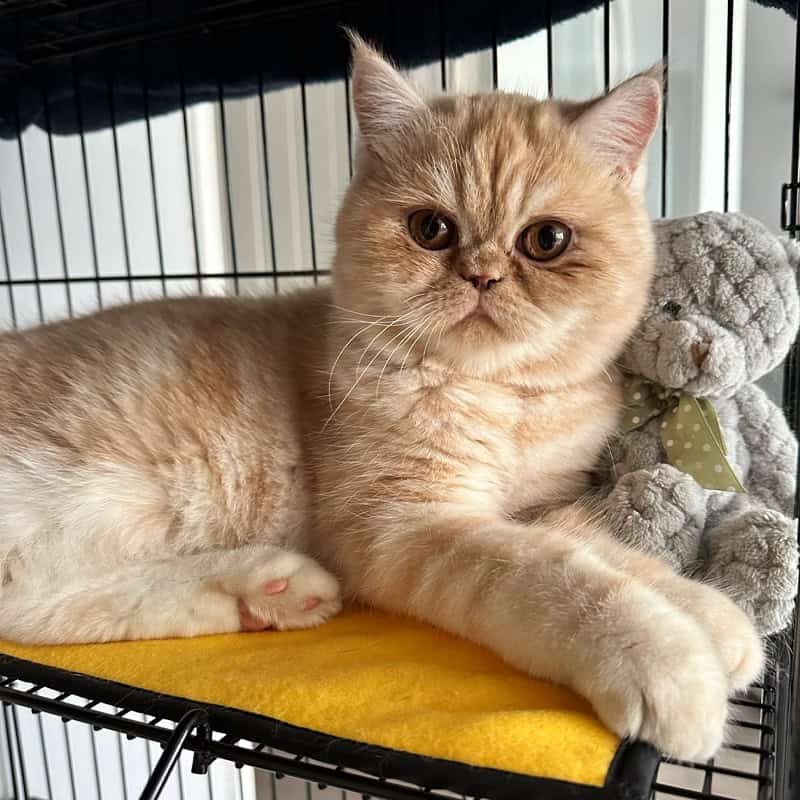 cat feeding Chelmsford, Springfield, Great Baddow, Chelmer Village, Writtle, Galleywood, Broomfield The Avenues, Moulsham Essex