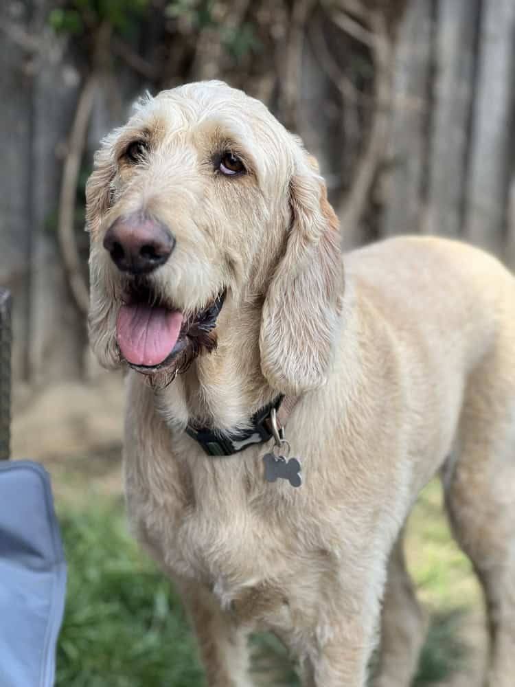 dogggy daycare chelmsford dogggy daycare chelmsford