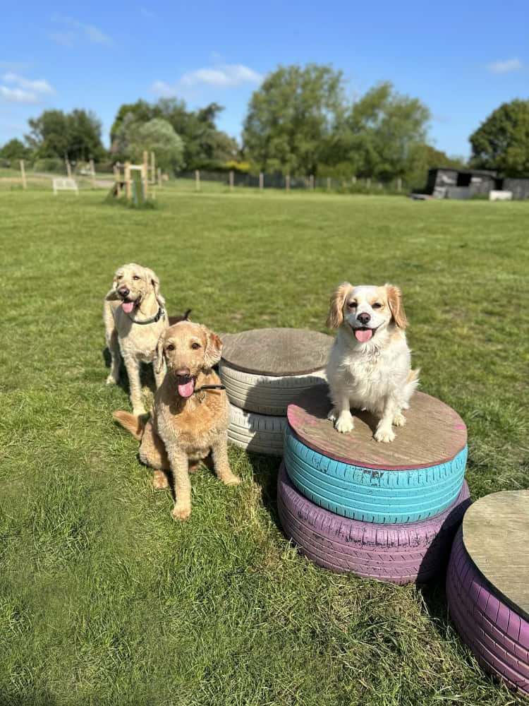 doggy daycare near me Chelmsford, Springfield, Great Baddow, Chelmer Village, Writtle, Galleywood, Broomfield The Avenues, Moulsham doggy daycare near me Chelmsford, Springfield, Great Baddow, Chelmer Village, Writtle, Galleywood, Broomfield The Avenues, Moulsham
