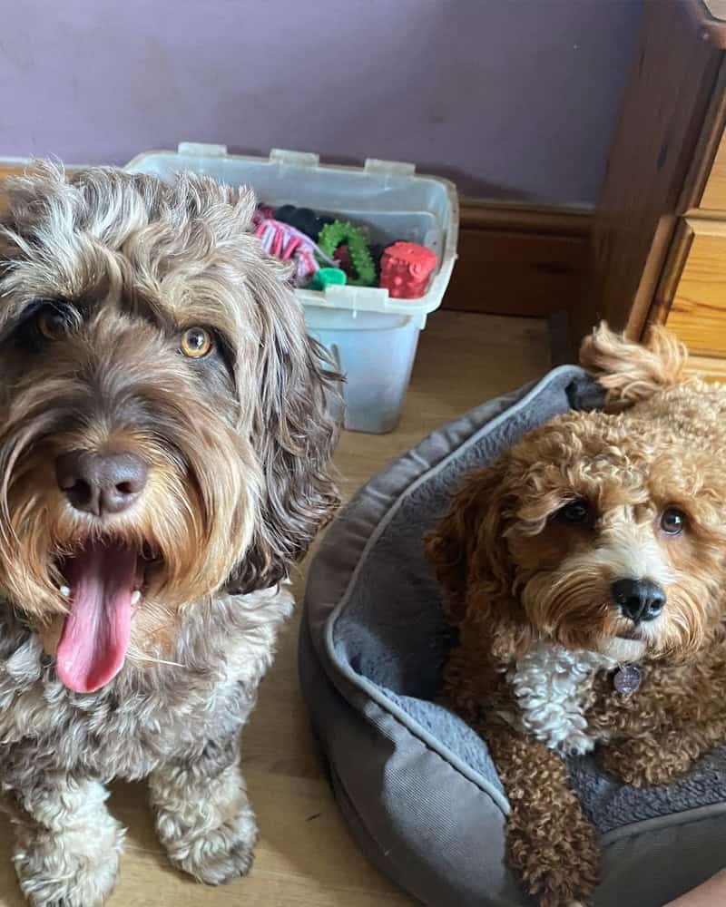 licensed home dog boarding Chelmsford, Springfield, Great Baddow, Chelmer Village, Writtle, Galleywood, Broomfield The Avenues, Moulsham Essex licensed home dog boarding Chelmsford, Springfield, Great Baddow, Chelmer Village, Writtle, Galleywood, Broomfield The Avenues, Moulsham Essex