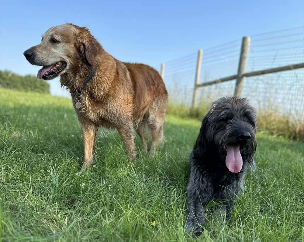 local doggy daycare Chelmsford local doggy daycare Chelmsford