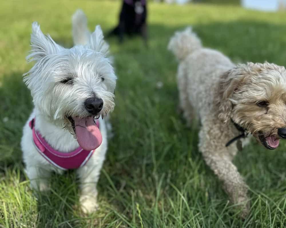 the best dog daycare in Essex the best dog daycare in Essex