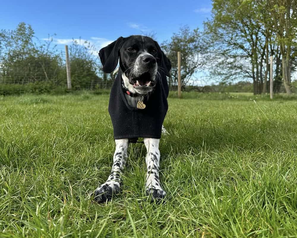Best local dog boarding Best local dog boarding