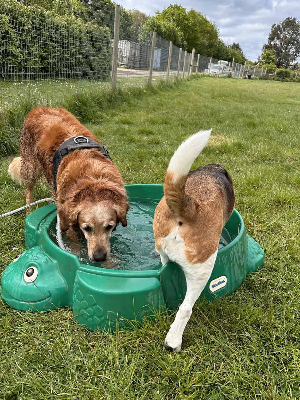 Doggy daycare essex Doggy daycare essex