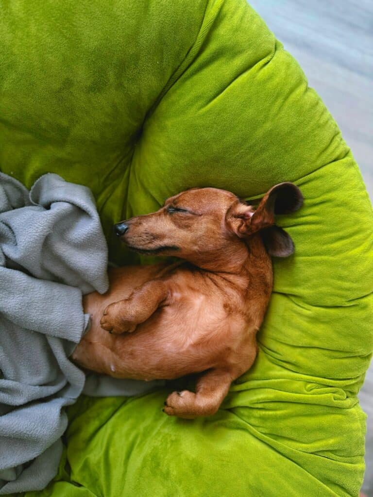 Every Dog deserves a safe spot when the fireworks start