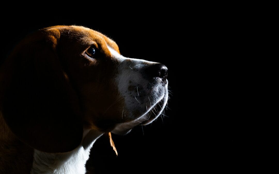 Fireworks Anxiety in Dogs: How to Keep Your Dog Calm and Safe This Bonfire Night