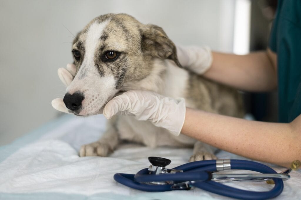 close up veterinarian taking care dog