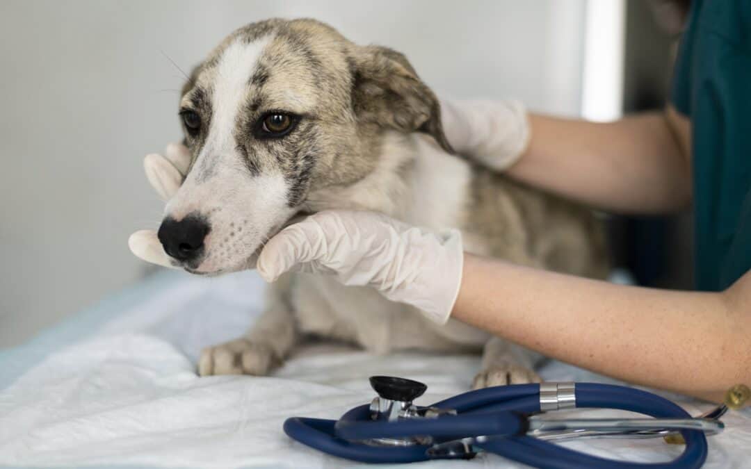 Titre Testing, Vaccines, Worming & Fleas: 7 Helpful Facts For Confused Dog Owners On Treatments