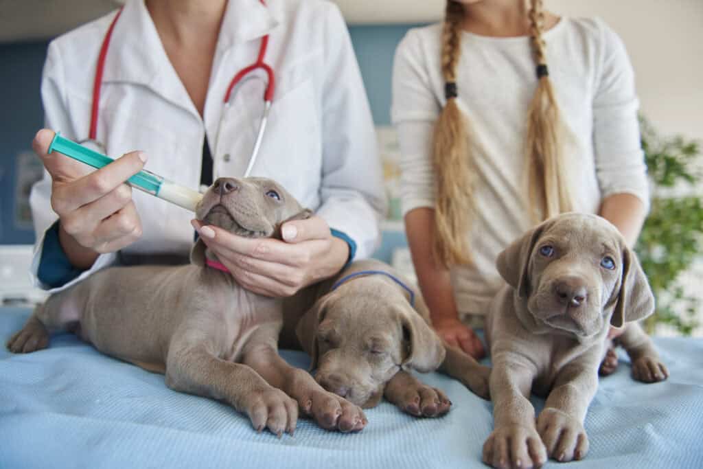 puppies and Vaccines, Worming and Titre Testing 
