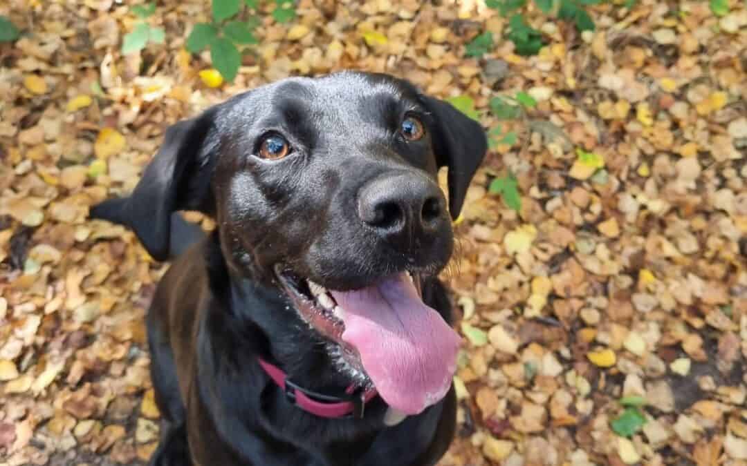 2026 DOG WELLNESS – BEATING THE BLUES