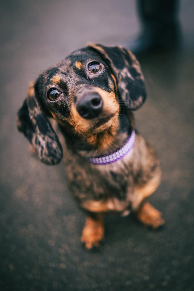 Prudence - The Head Girl at Pru Patrol Dog Walking 