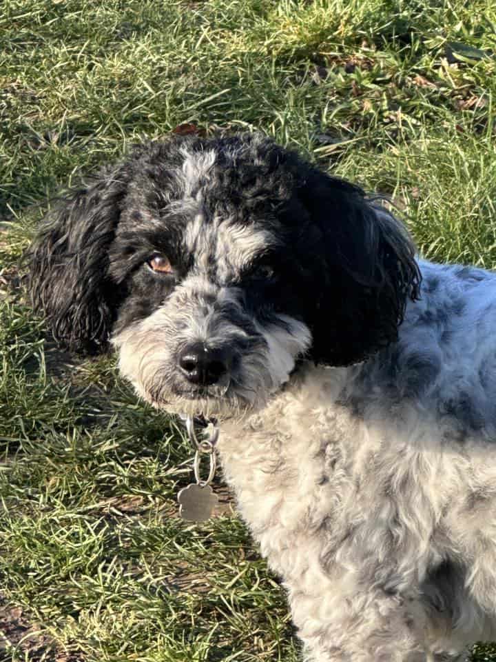 Facebook - Dog Wellness 2026