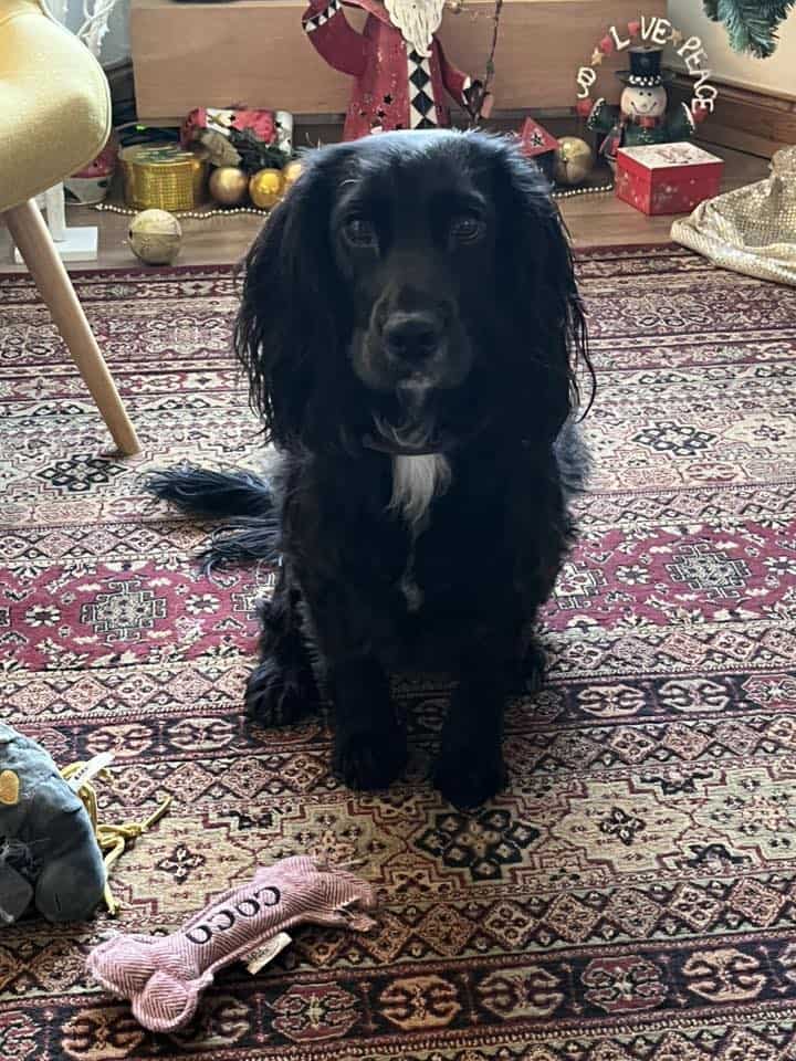 Coco - Thank you Annie