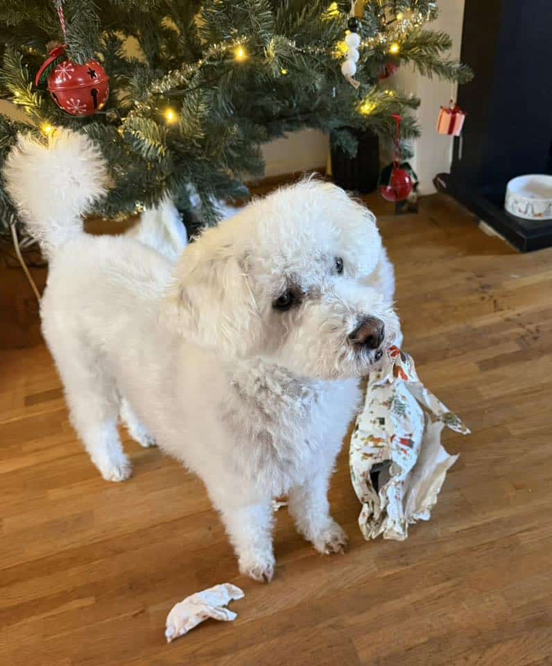 Dog Wellness 2026. Dashing through the snow - Thank you 