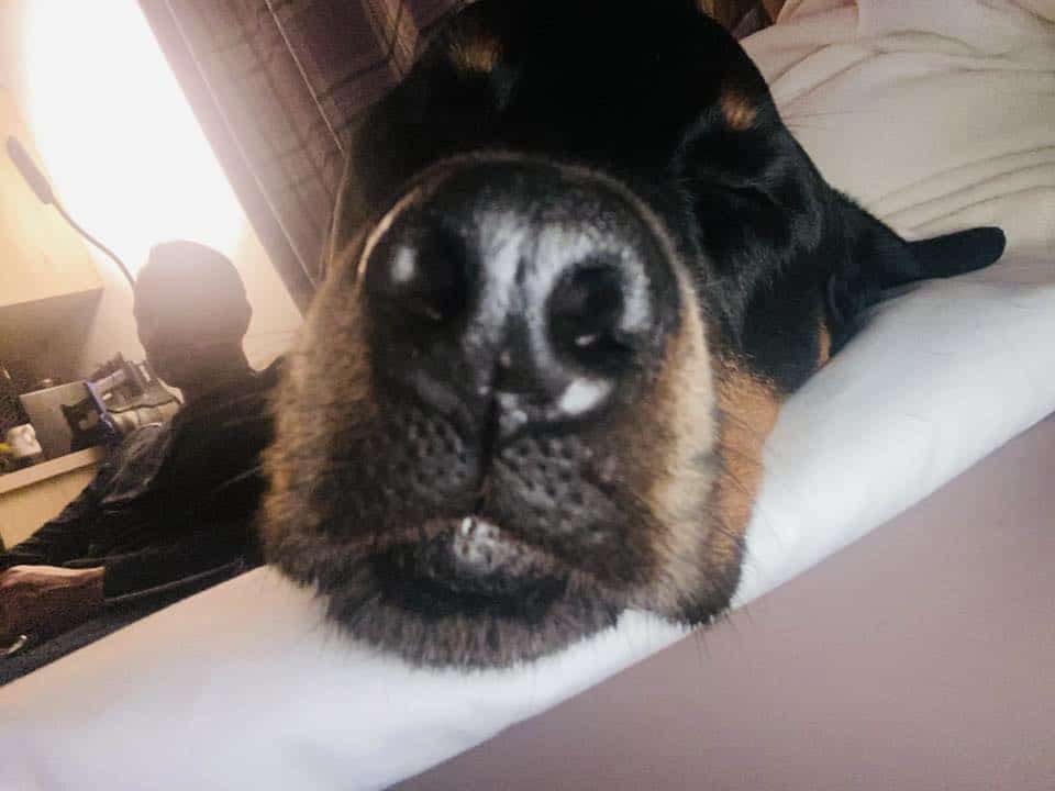 Hugo - 2026 Dog Wellness head sniffer