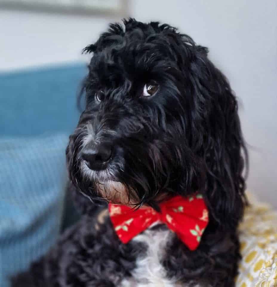 Norman - 2026 Dog Wellness Head Coach