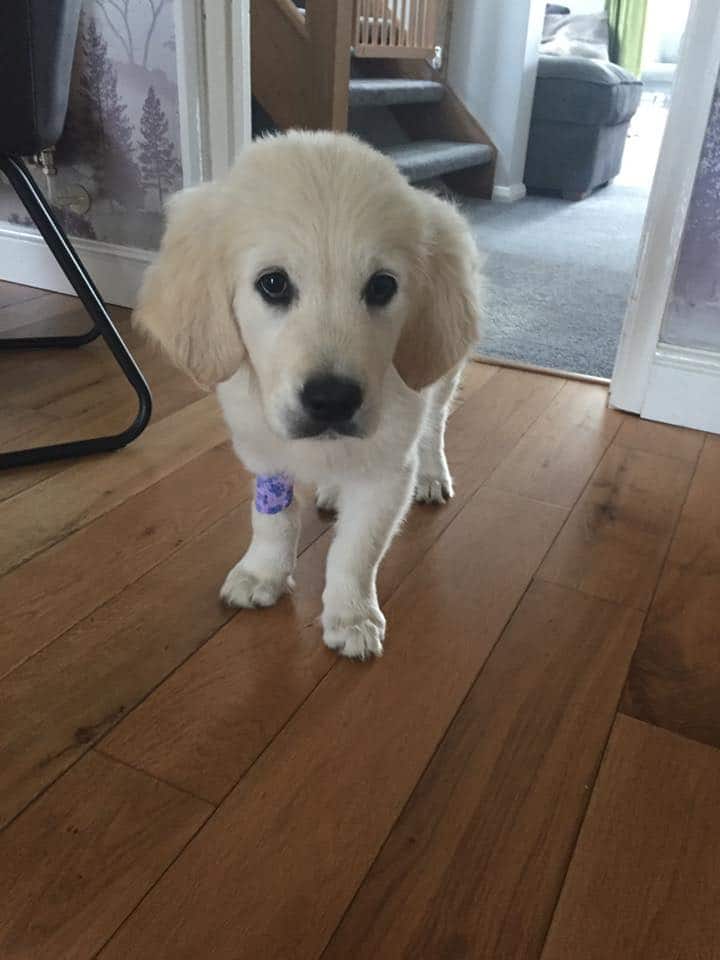 Facebook - Dog Wellness 2026