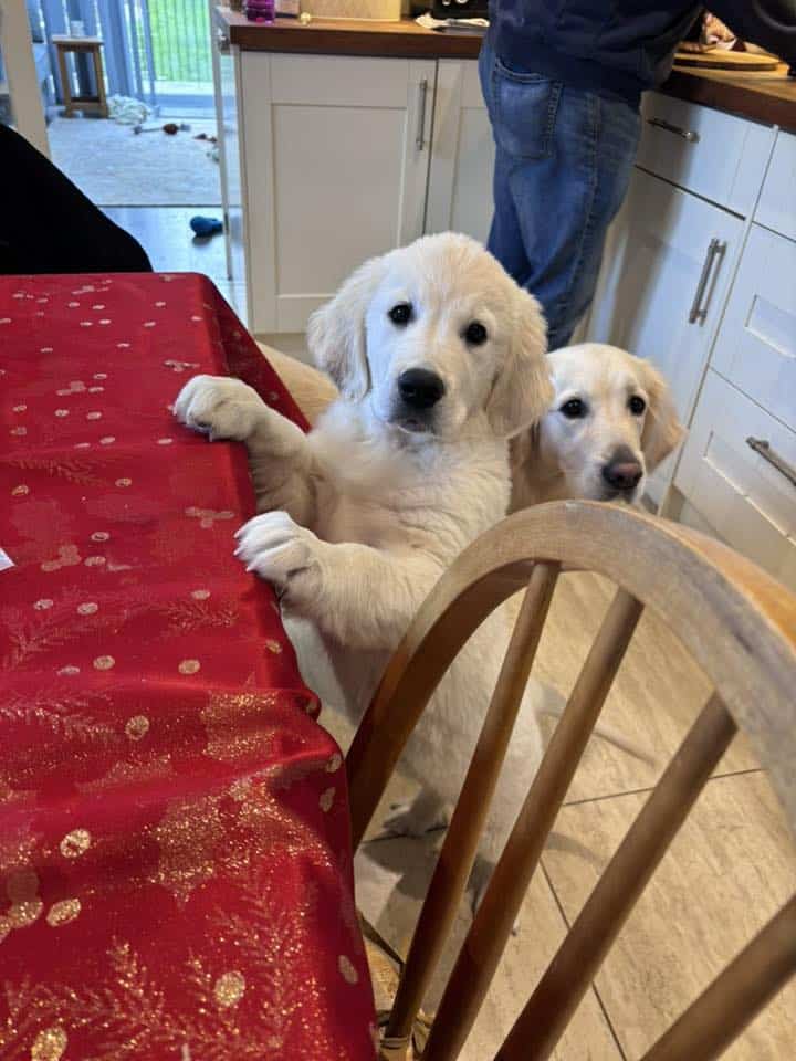 2026 Dog Wellness pic Donna Richardson