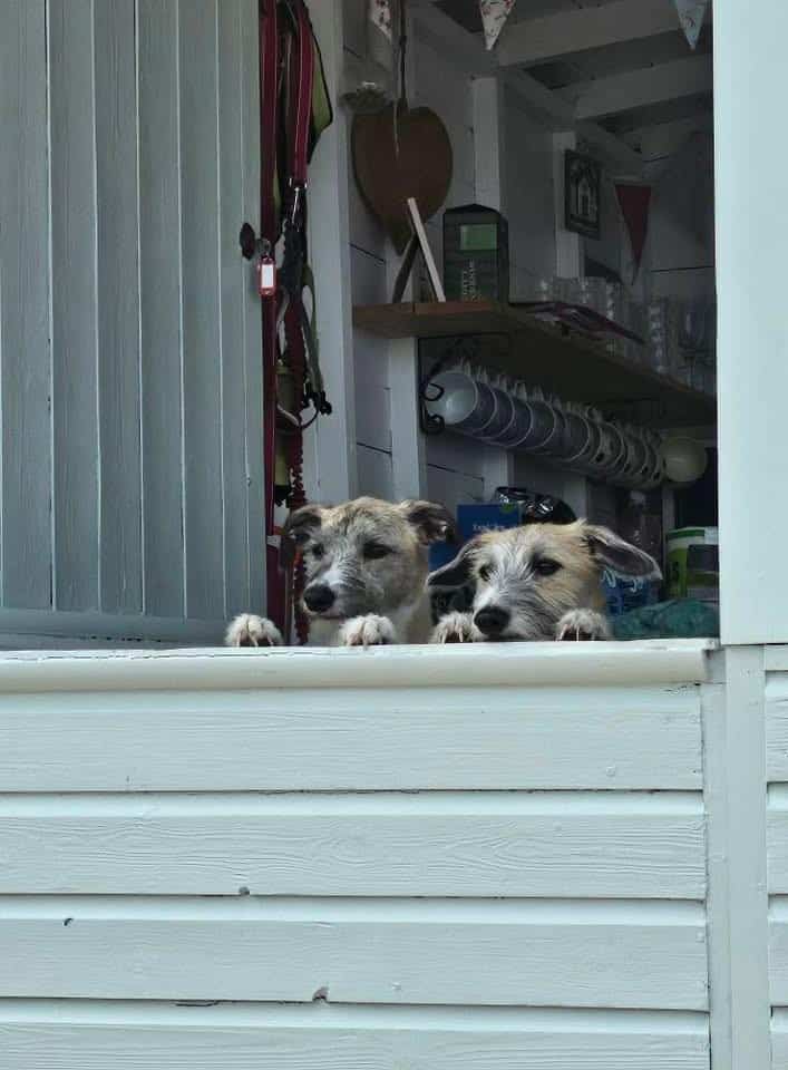 Facebook - Dog Wellness 2026